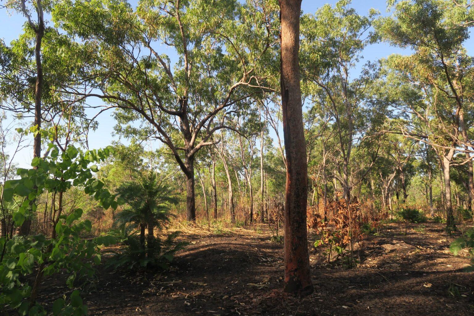 Lee Point open eucalypt forest