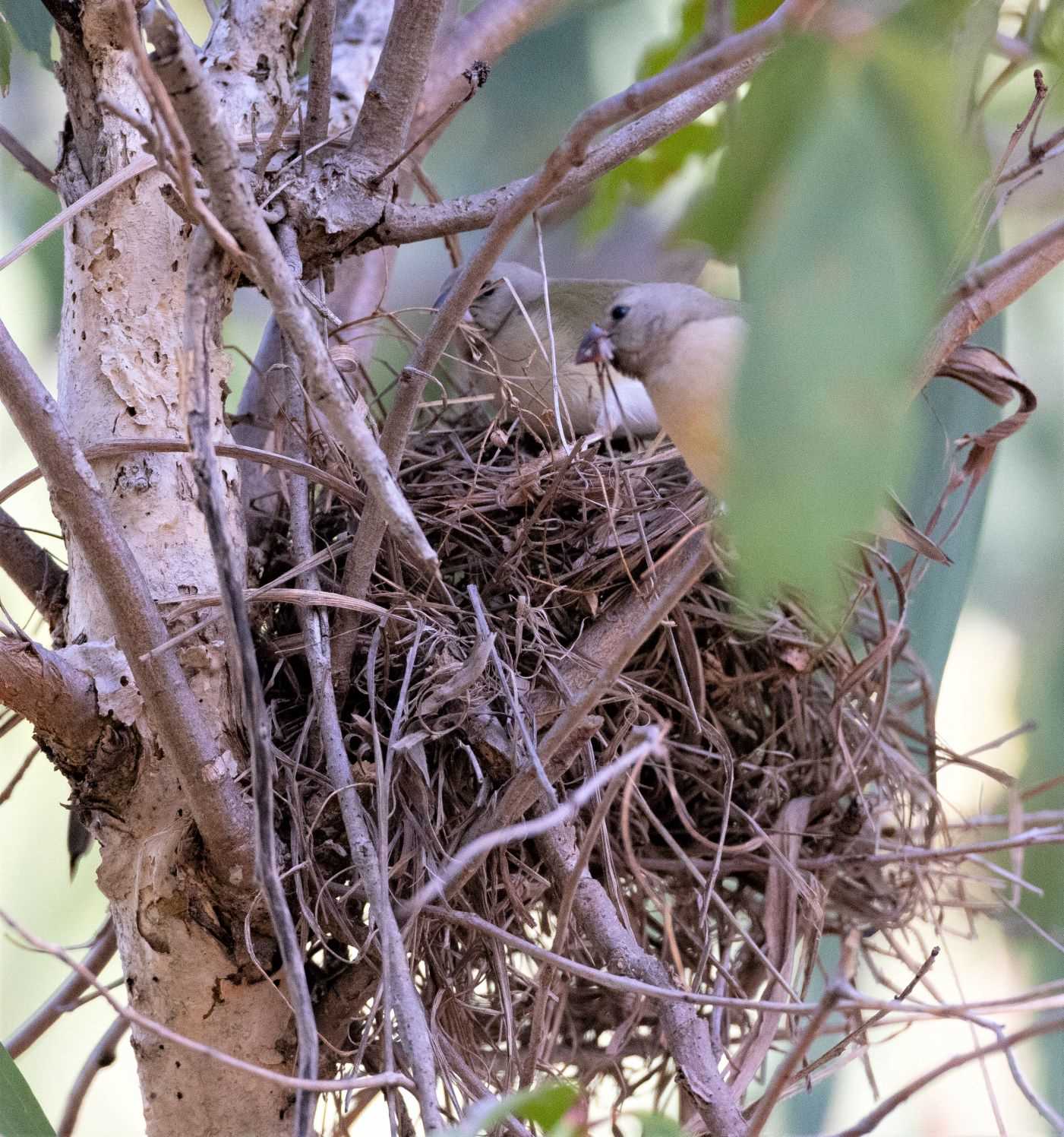 Gouldian Finch Irruption at Lee Point Save Lee Point