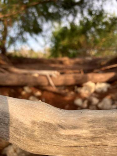 018-018-Perspectives and views of Lee Point-Watercolour and Photo by Caitlin Boulton