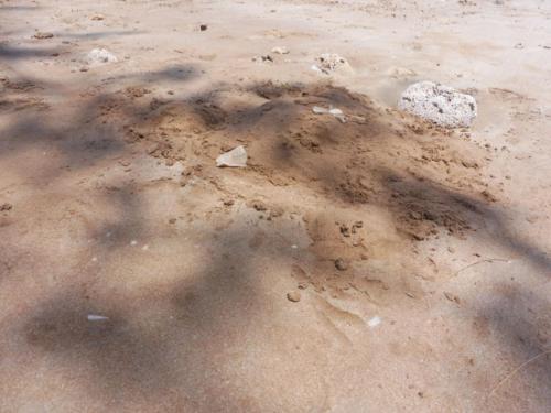 044 - Turtle Sand Sculpture by Anastasia Grujicic