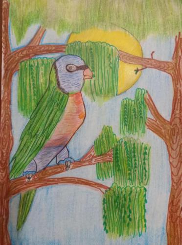 142 - The breathtaking lorikeet of Lee Point by Annmariya Joseph