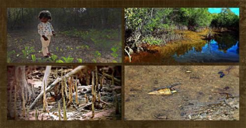 192 - Mangrove Habitat Lee Point Darwin by Maria Grujicic